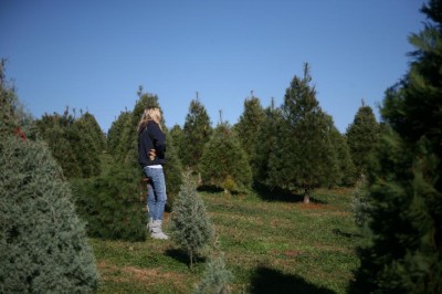 choose and cut Christmas tree farms near Charlotte NC, Christmas tree farms near Charlotte NC, cut your own Christmas tree